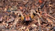 Aranhas mais venenosas do Brasil: conheça quais são (imagem: Canva)