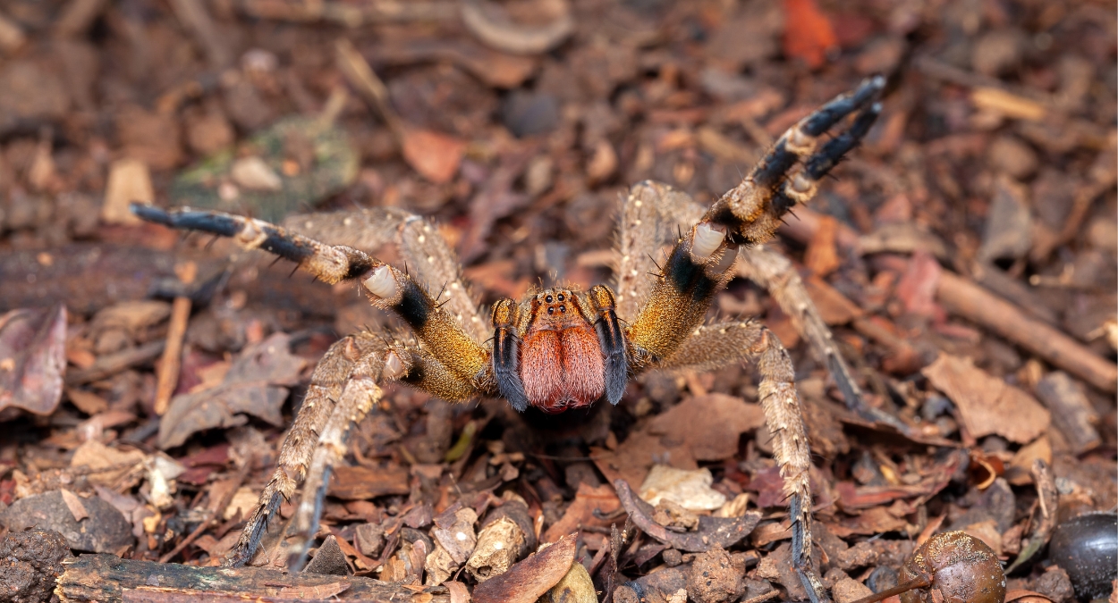 Aranha-armadeira (imagem: Getty Images via Canva)