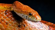 Cobra-do-milho, uma das cobras mais simpáticas da natureza (imagem: Getty Images via Canva)