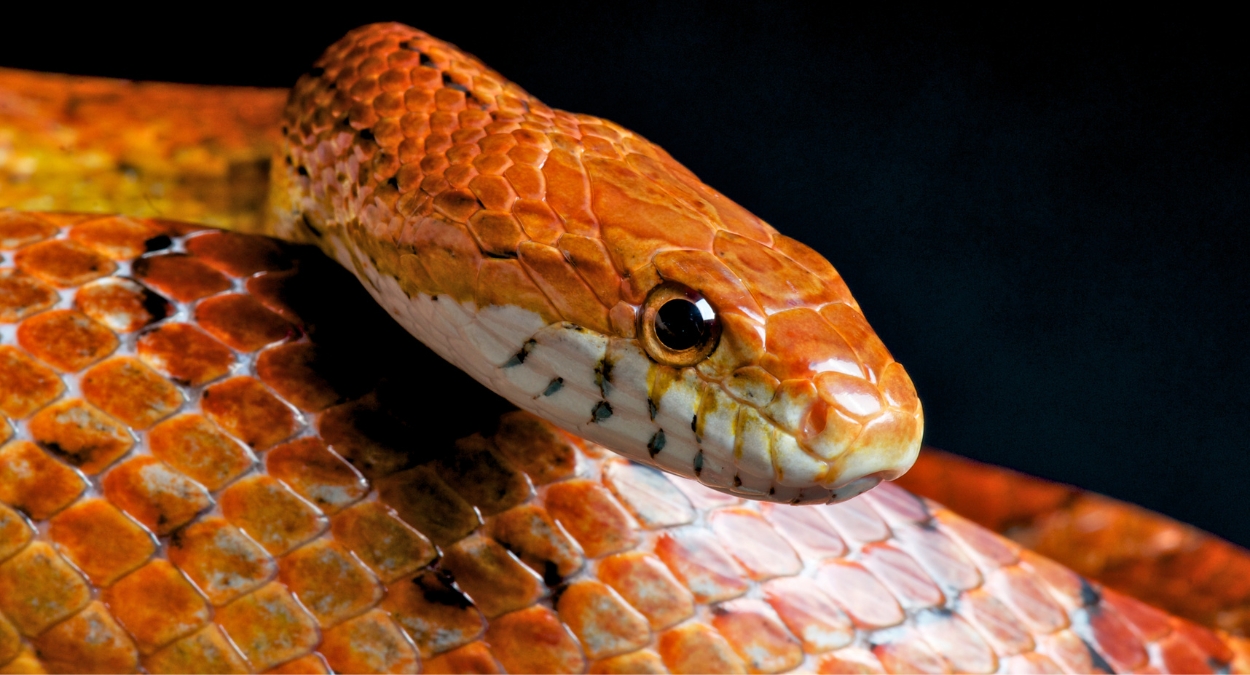 Cobra-do-milho (imagem: Getty Images via Canva)