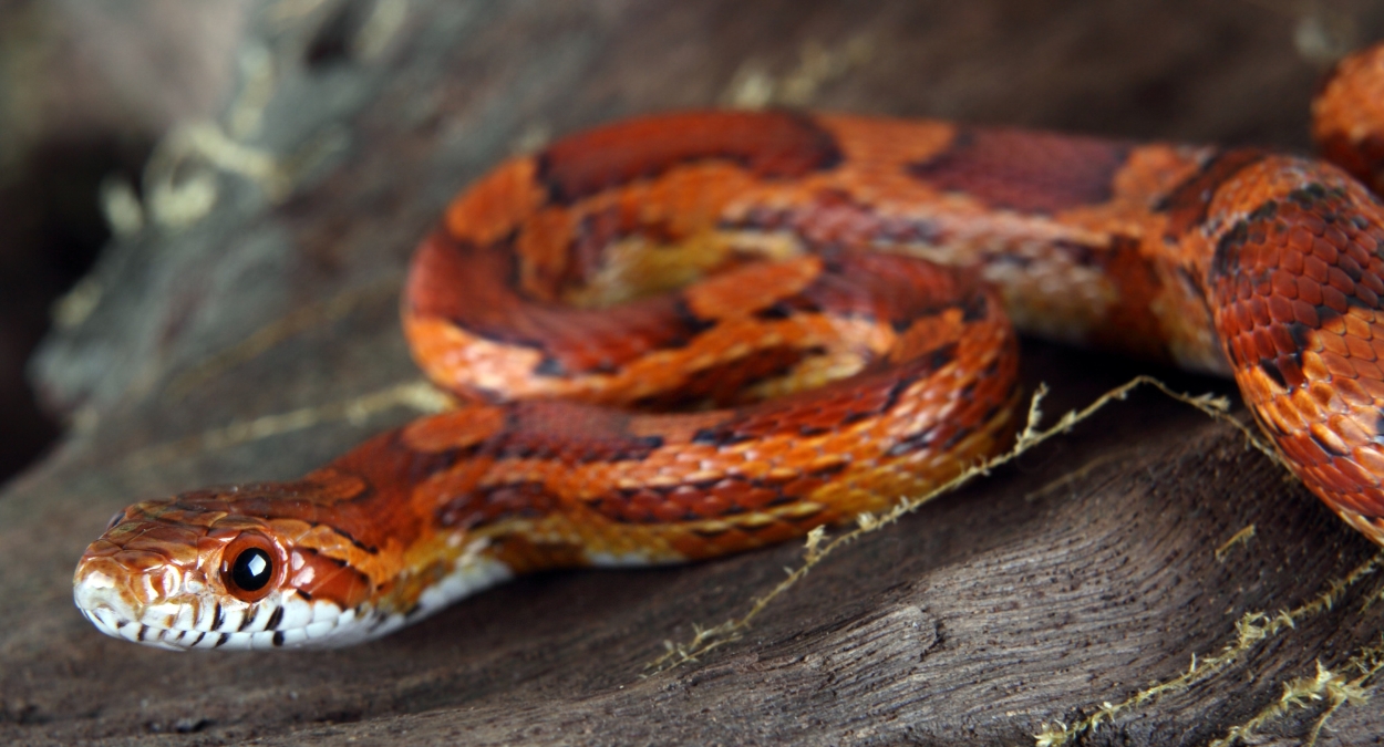 Corn Snake (imagem: Getty Images via Canva)