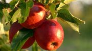 6 Benefícios da maçã para a saúde, e qual a forma correta de consumir (imagem: banco de dados Canva)