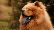 7 curiosidades sobre o Chow Chow: uma raça canina de personalidade única (imagem: Canva)