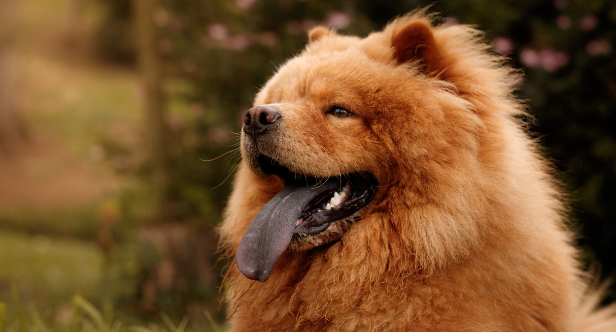 Chow Chow (imagem: Canva)