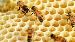Veja a programação do Conbrapi 2023, o maior congresso de abelhas do país (imagem: Canva)