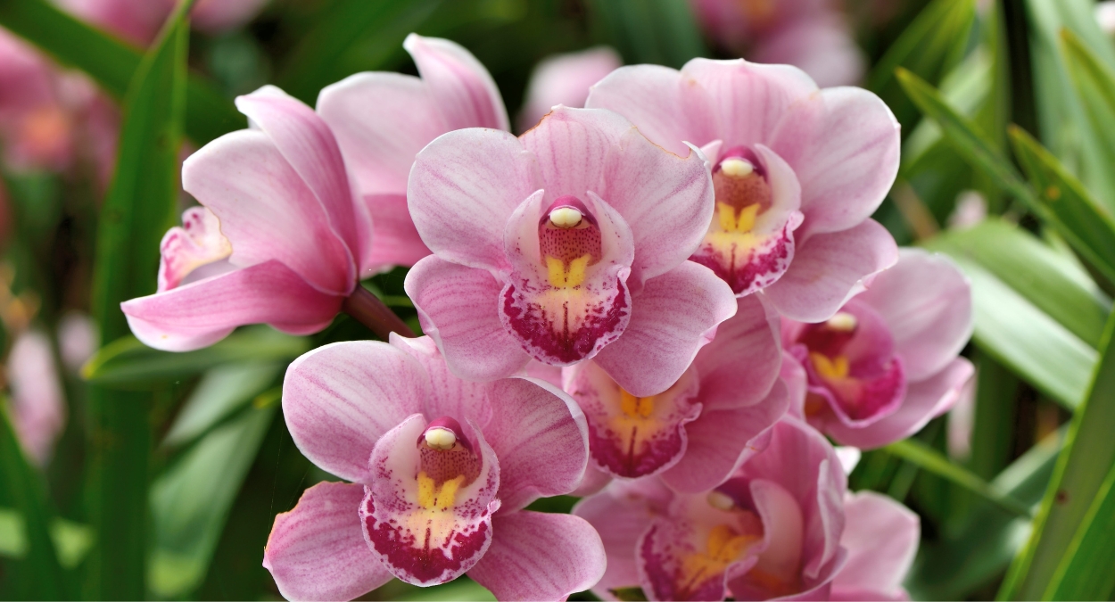 Orquídea (imagem: Canva)