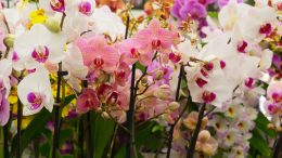Como cuidar de orquídeas? Veja dicas de ouro para te ajudar nessa tarefa (imagem: Canva)