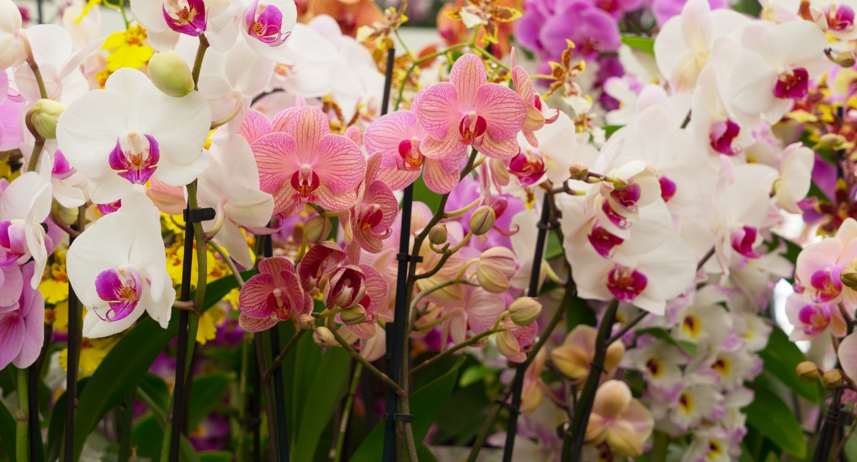 Orquídeas (imagem: Canva)