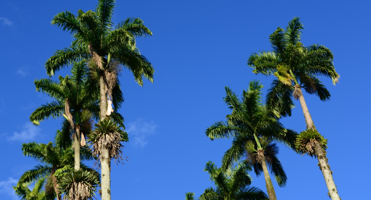 Palmeira-imperial (imagem: Canva)
