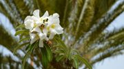 Palmeira-de-madagascar: uma verdadeira joia africana da jardinagem (imagem: Canva)