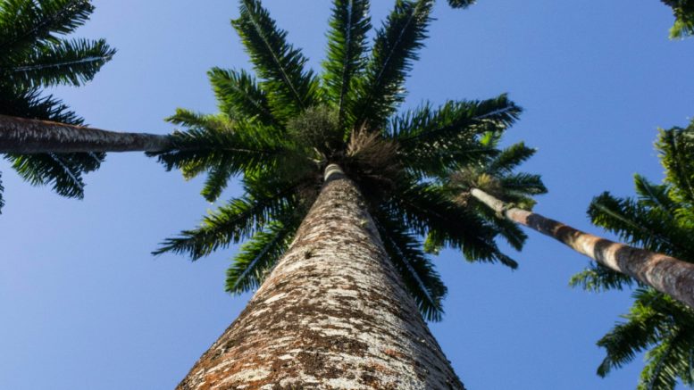 A majestosa Palmeira-imperial: árvore de altura impressionante e cultivo versátil (imagem: Canva)