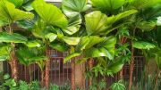 Palmeira-leque: uma relíquia verde para espaços tropicais e interiores iluminados (imagem: Canva)