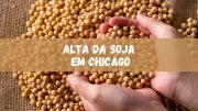 Alta da soja é registrada em Chicago, veja detalhes (imagem: Canva)