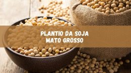 Cultivo da Soja no Mato Grosso: atualizações e projeções para a safra 2023/24 (imagem: Canva)