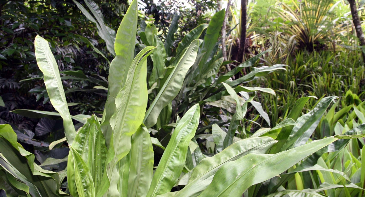 Cyclanthus bipartitus (imagem: Wikimedia Commons)
