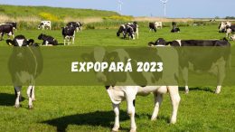 ExpoPará 2023 já está a todo vapor com leilões, competições e outras atrações. Confira (imagem: Canva)