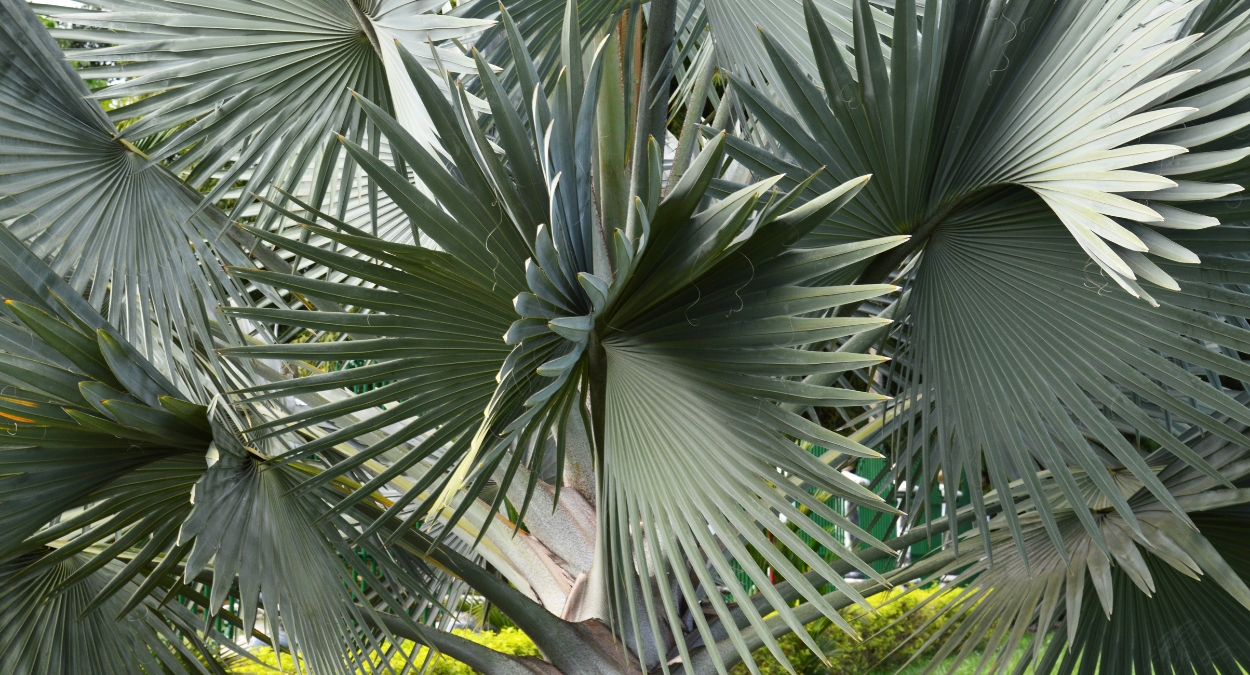 Palmeira-azul de Madagascar: uma das joias da natureza (imagem: Canva)