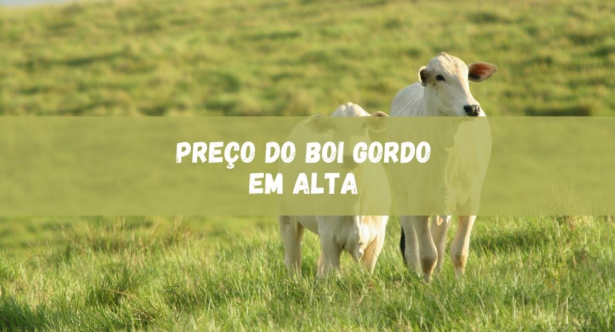 Boi gordo (imagem: Canva)