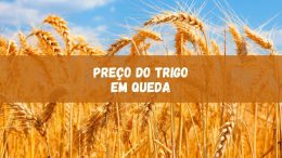 Preço do trigo é o mais baixo desde 2019 no Rio Grande do Sul (imagem: Canva)