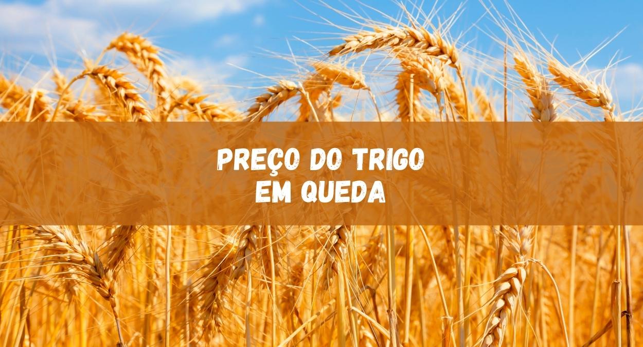 Preço do trigo (imagem: Canva)