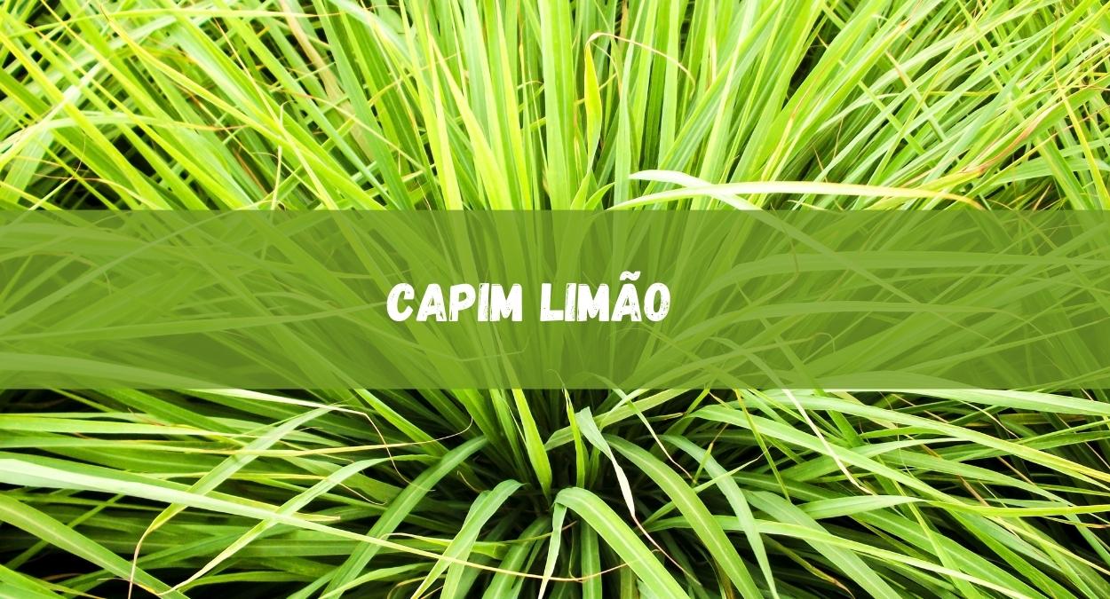 Capim limão (imagem: Canva)