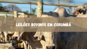 Grandes leilões bovinos agitam Corumbá na primeira semana de novembro (imagem: Canva)