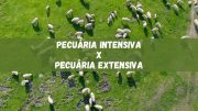 Diferenças entre pecuária intensiva e extensiva, conheça (imagem: Canva)