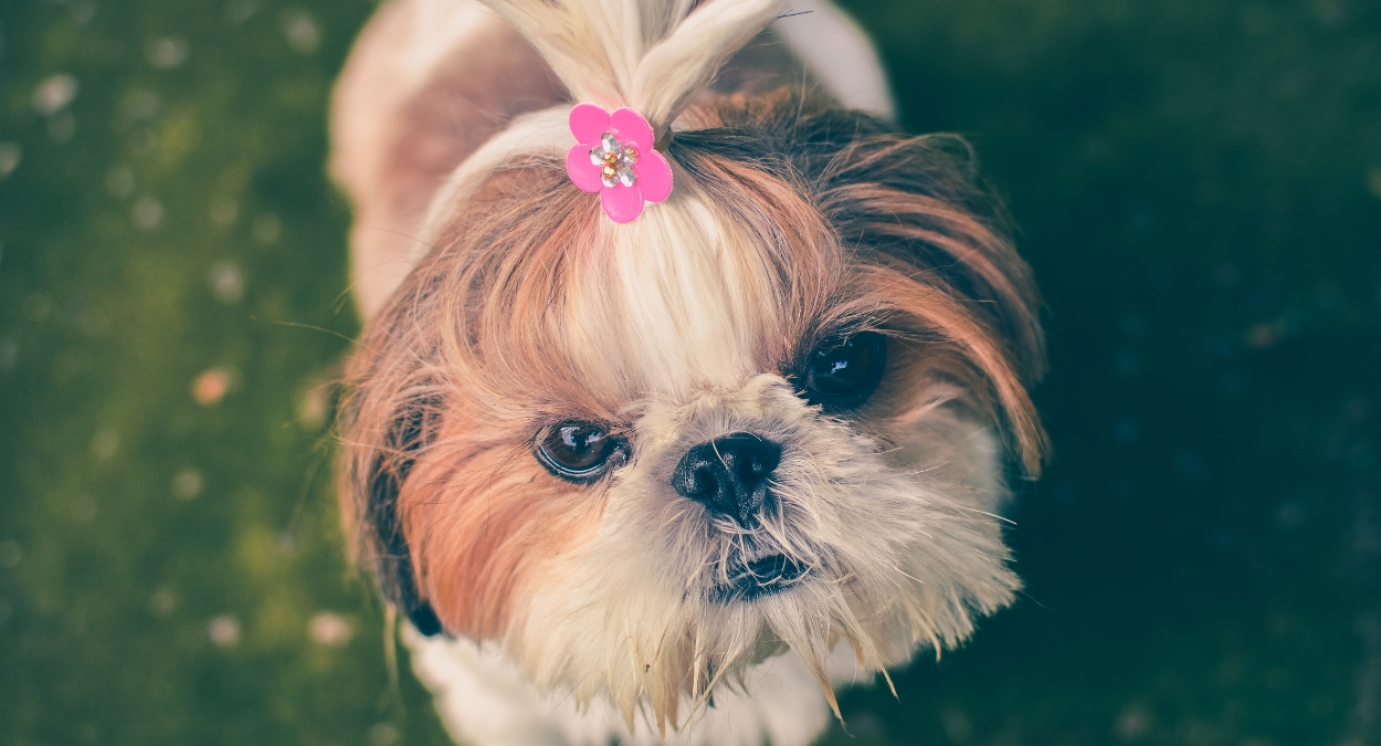 shih tzu (imagem: Canva)