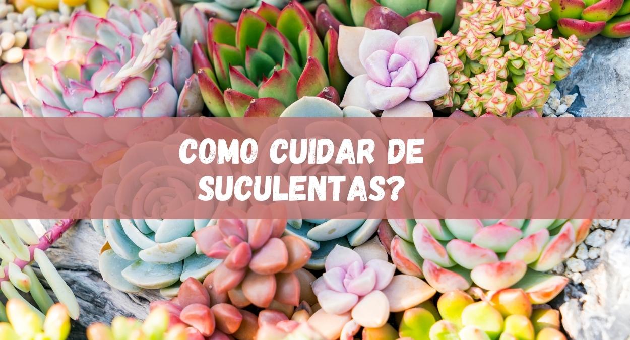 suculentas (imagem: Canva)