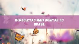 As Borboletas Mais Bonitas do Brasil: conheça as beldades (imagem: Canva)