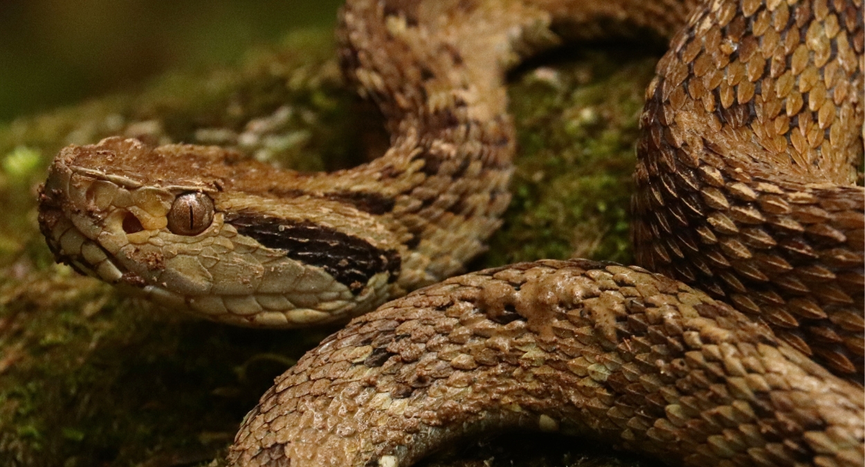 Bothrops jararaca (imagem: Canva)