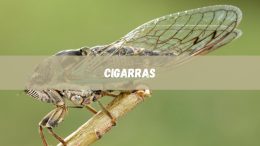 Cigarras: características e hábitos desse inseto fascinante (imagem: Canva)