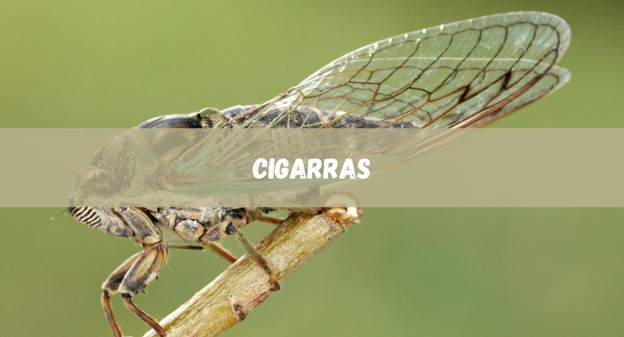 Cigarras (imagem: Canva)