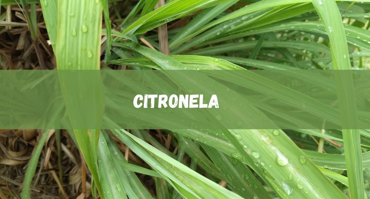 Citronela (imagem: Canva)