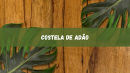 Costela de Adão: uma planta tropical e exótica (imagem: Canva)