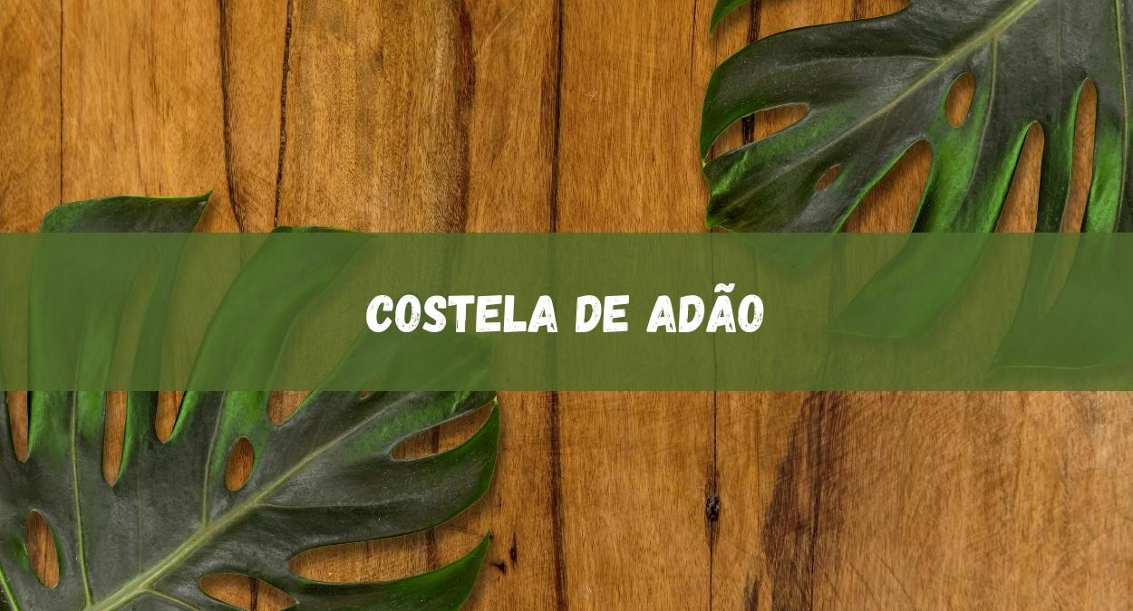 Costela de Adão (imagem: Canva)