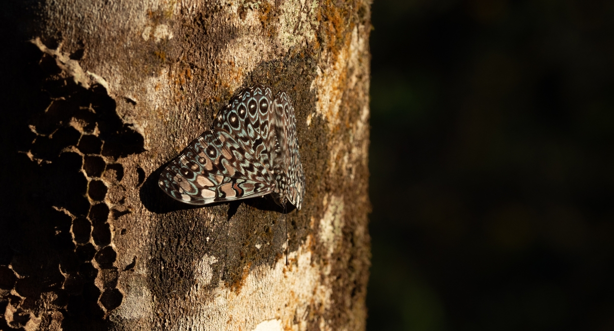 Hamadryas feronia (imagem: Canva)