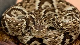 Jararaca, uma das serpentes mais comuns do Brasil (imagem: Canva)