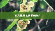 Plantas carnívoras: características e cultivo (imagem: Canva)