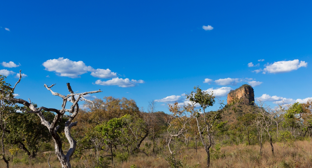 Cerrado (imagem: Canva)