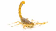 Filhotes de escorpião-amarelo: características e hábitos (imagem: Canva)