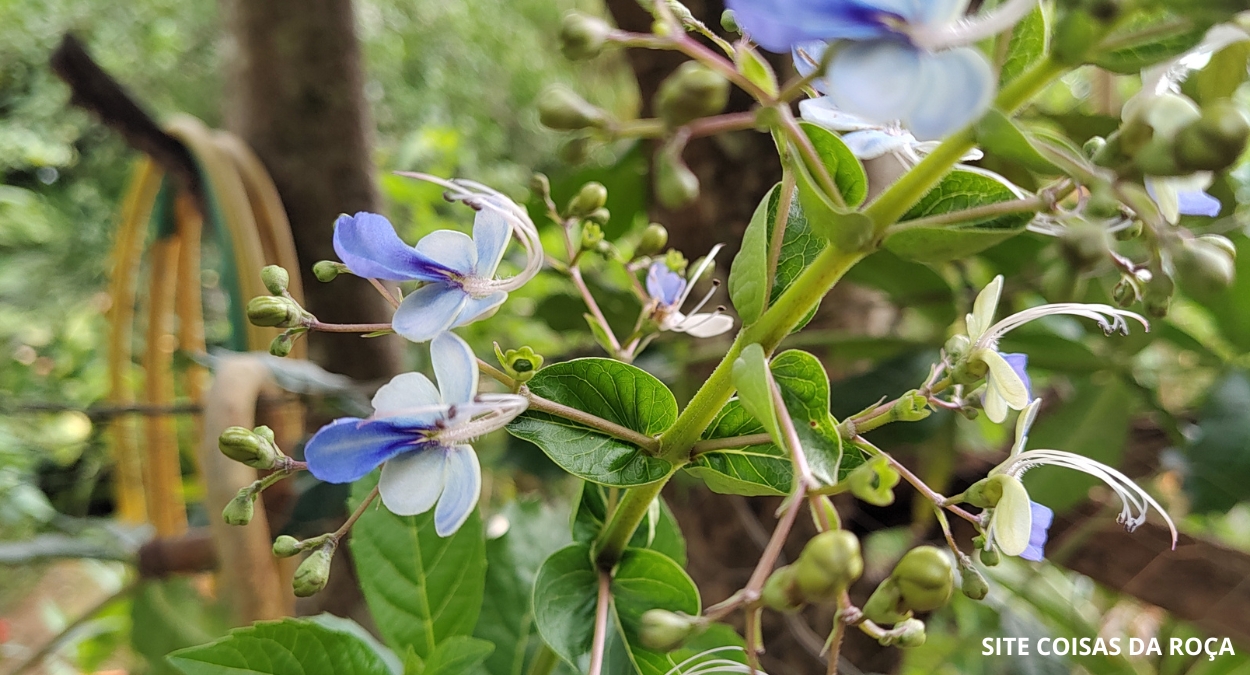 Flor borboleta (imagem: Evandro Marques)