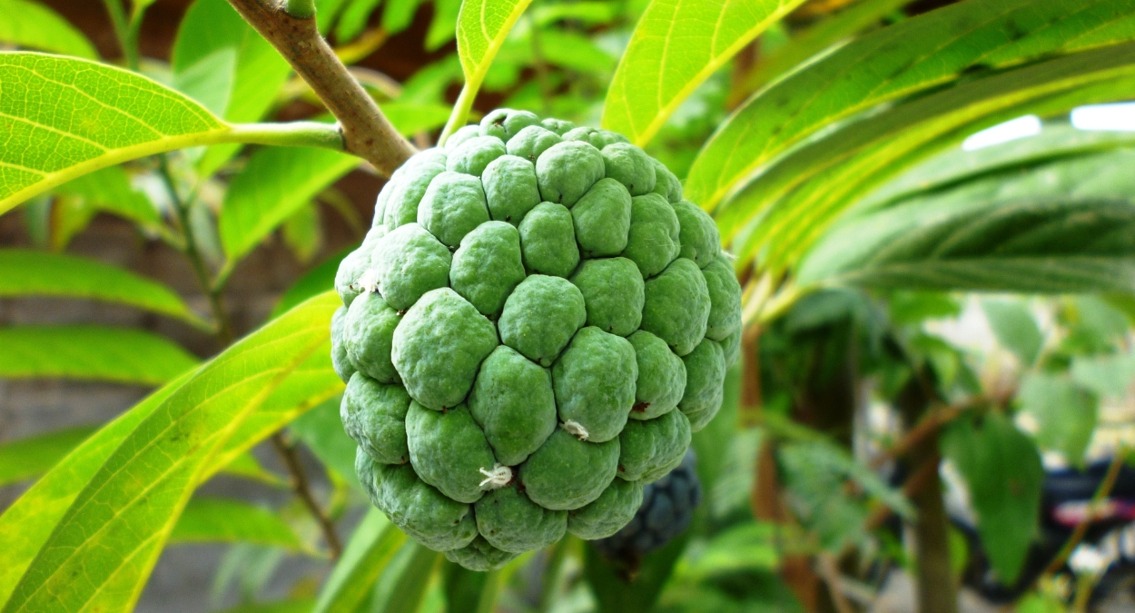 Fruta-do-conde (imagem: Canva)