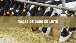 As principais raças de gado de leite no Brasil (imagem: Canva)