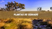 Plantas do Cerrado: características e exemplos (imagem: Canva)