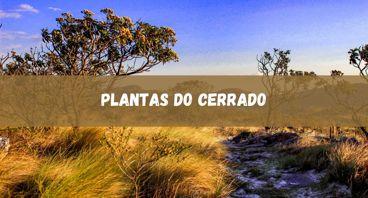 Plantas do Cerrado (imagem: Canva)