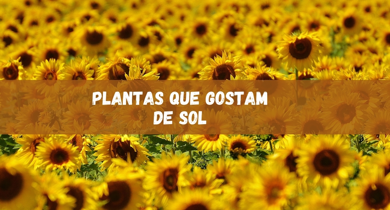 Plantas que Gostam de Sol (imagem: Canva)