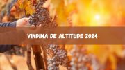 Vindima de Altitude 2024 em Santa Catarina está confirmada! Confira! (imagem: Canva)