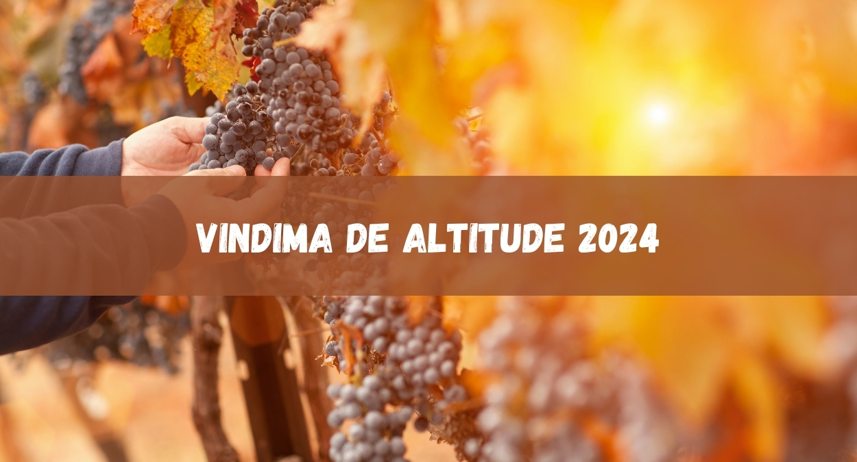 Vindima de Altitude 2024 (imagem: Canva)