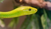 Cobra-cipó: uma serpente que se camufla na natureza (imagem: Canva)